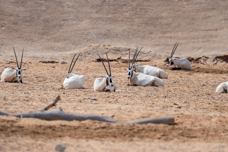 Group of Arabian Oryxes resting in the desert sands of Dubai, showcasing their natural habitat.