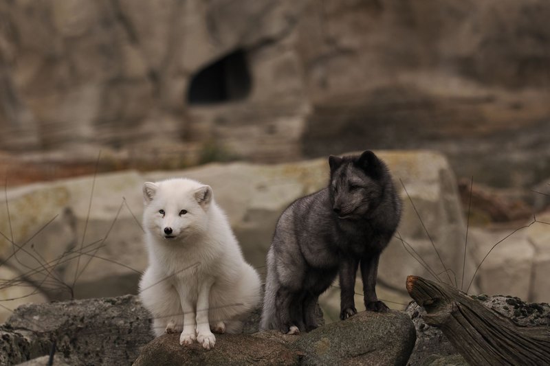 Two arctic foxes, one white and one dark, resting on rocks in Bremerhaven Zoo.