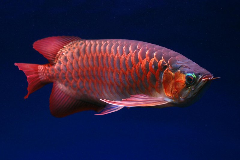 Close-up of a red Arowana fish in a blue underwater setting, showcasing vivid scales.