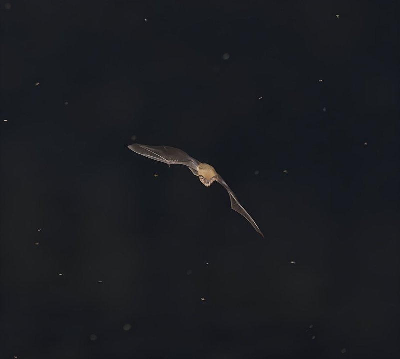 A bat gracefully soars through the night sky in Vietnam, surrounded by insects.