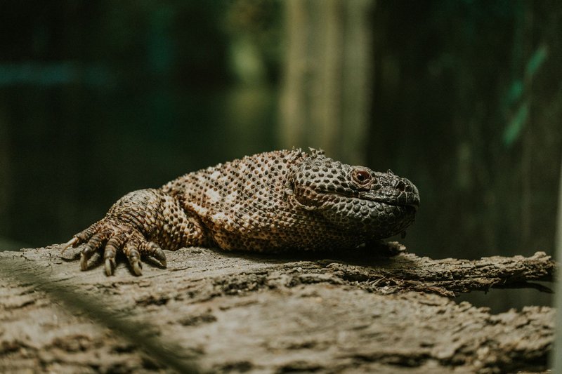 Close-up of a Guatemalan Beaded Lizard (Heloderma charlesbogerti) on a log in a lush tropical setting.