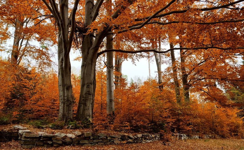 Explore the serene beauty of a wooded area in peak autumn, showcasing vibrant orange beech trees.