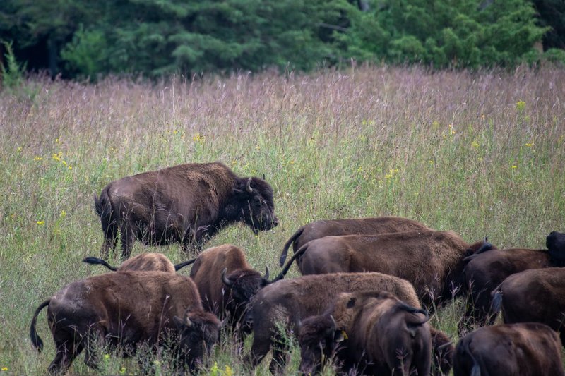 A group of American bison grazing in a lush green field under clear skies, showcasing wildlife in natural habitat.