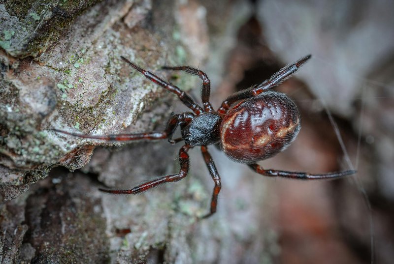 Macro photograph of a brown spider crawling on tree bark highlighting details.