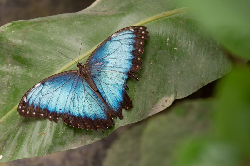 Stunning blue morpho butterfly with vibrant wings resting on a tropical leaf.