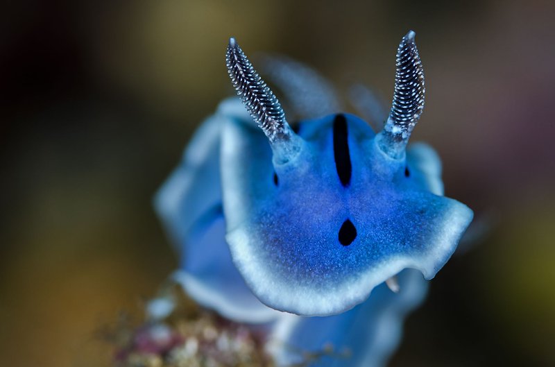 Close-up of a Chromodoris willani nudibranch taken underwater in Indonesia showcasing its vibrant blue colors.