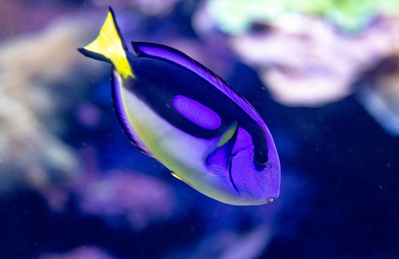 Close-up of a vibrant blue tang fish swimming in an aquarium, showcasing its stunning colors.