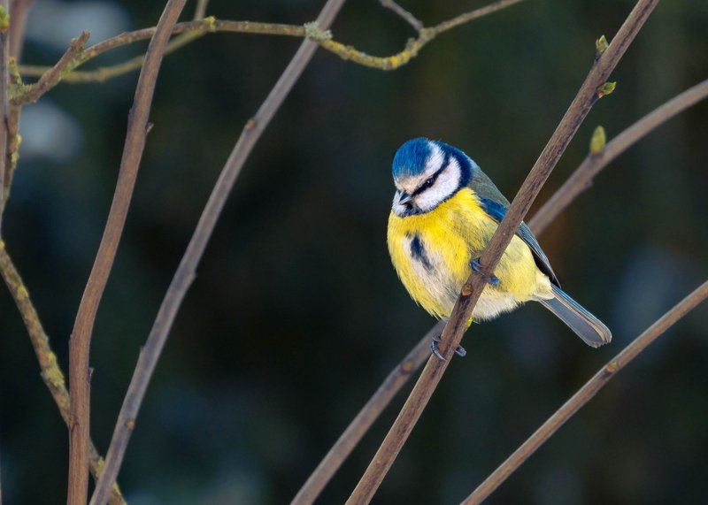 Close-up of a Blue Tit bird perched on a branch in its natural habitat.