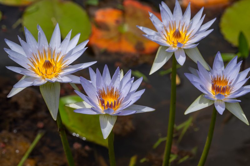 Four vibrant blue water lilies with striking orange centers blooming in a pond.