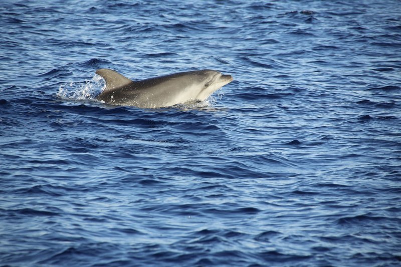 A bottlenose dolphin gracefully swimming on a clear ocean surface.