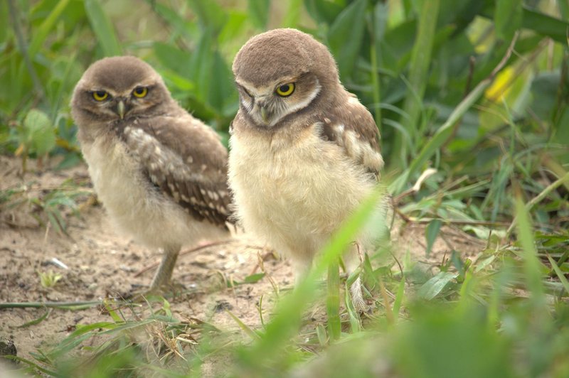 Pair of burrowing owls standing alert on the ground in Guaratuba, Brazil.