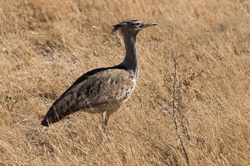 A kori bustard bird standing in dry savannah grass, showcasing its natural habitat.