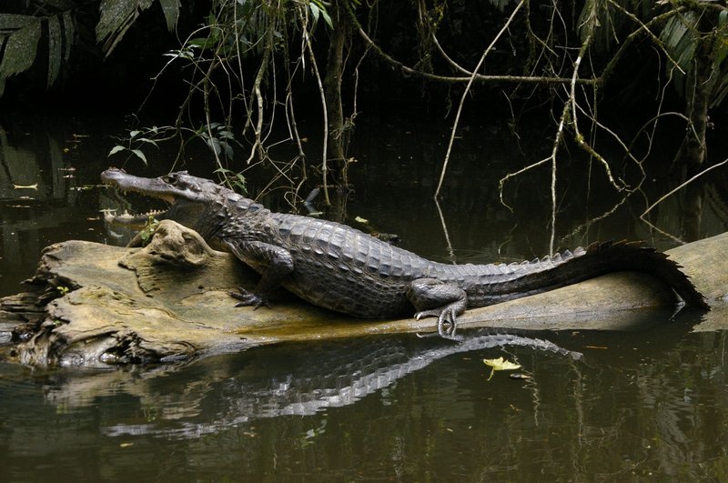 Caiman resting on a log in a lush tropical wetland, showcasing its natural habitat.