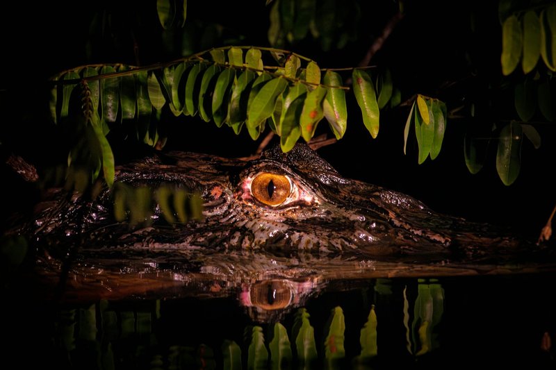 Close-up of a caiman eye in the Amazon rainforest at night, showcasing the animal's camouflage and natural environment.