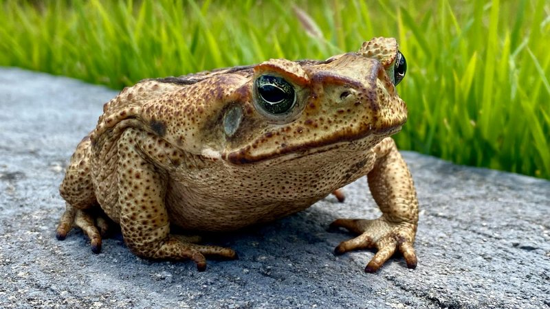 High-resolution image of a cane toad on a stone, highlighting its textured skin and green grassy background.