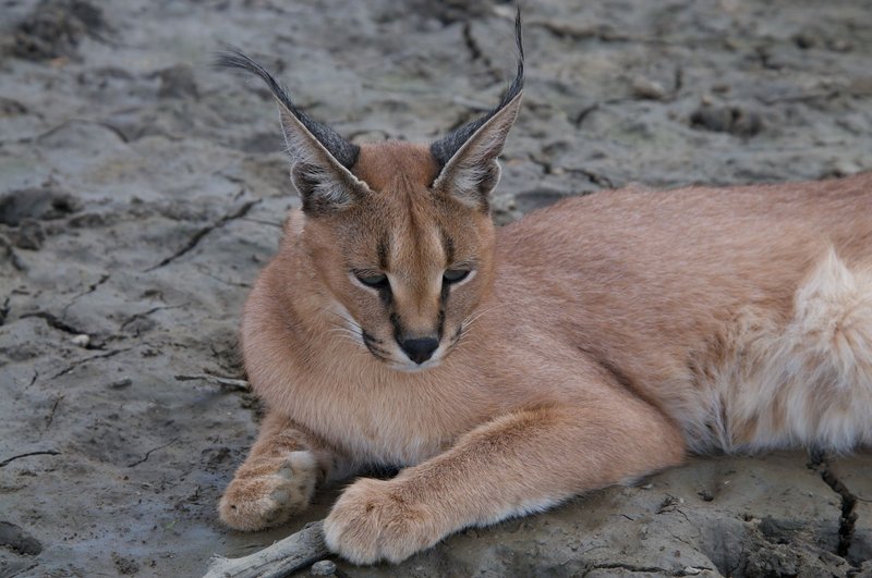 A caracal relaxes on a rocky terrain, showcasing its distinctive ears and coat in a natural habitat.