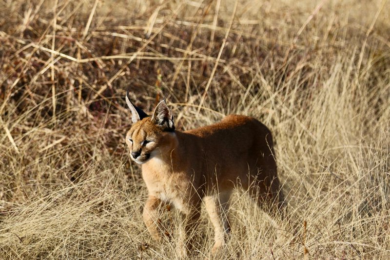 A caracal stands majestically in a sunlit grassland, showcasing its wild beauty.