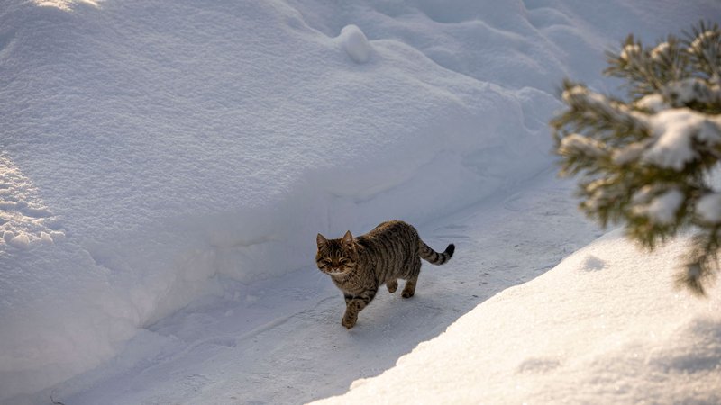 A tabby cat walks in a snowy outdoor setting during winter, surrounded by pristine snow.
