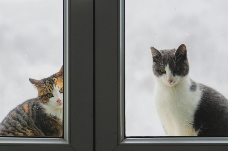 Two cats looking through a window with a snowy background, creating a charming winter scene.