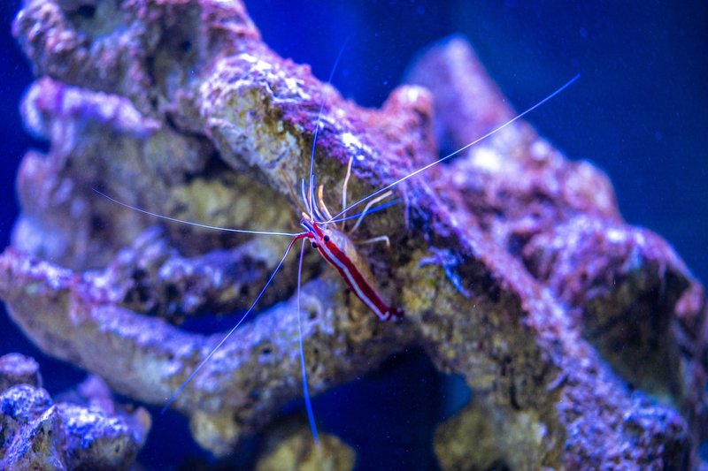Close-up of a cleaner shrimp on coral under vibrant aquarium lighting.