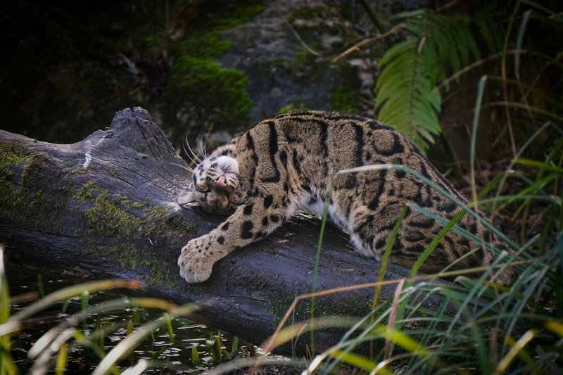 A clouded leopard lounging on a moss-covered log amidst forest vegetation, showcasing its unique spotted coat.