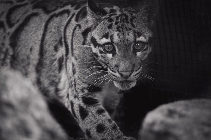 Black and white of clouded leopard with blots on smooth coat looking at camera between stones