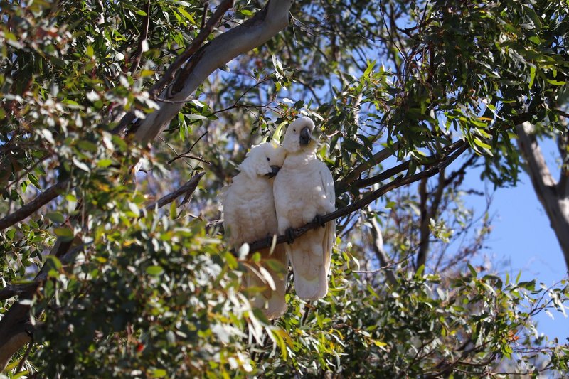 Two white cockatoos nestled together on a tree branch with lush green leaves.
