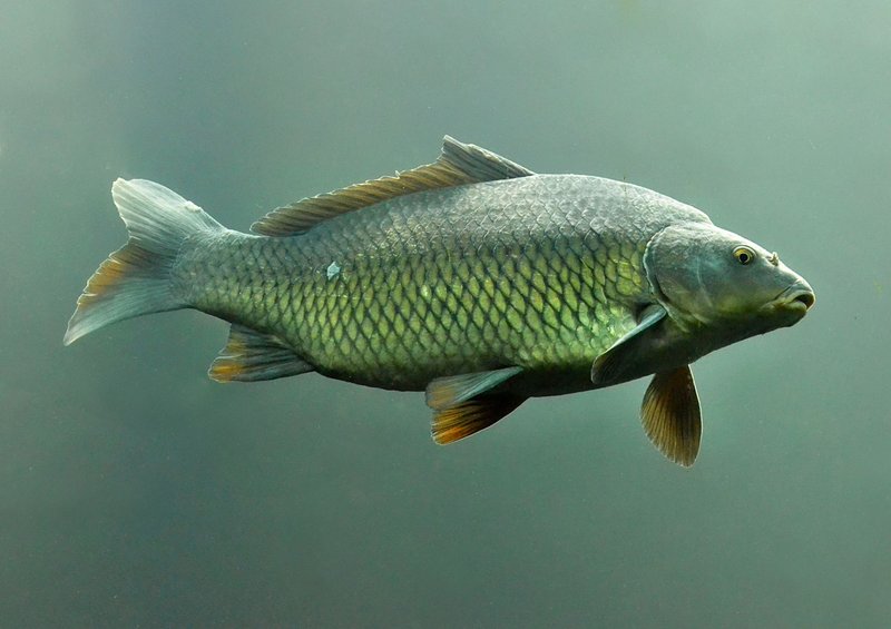 Detailed view of a Common Carp swimming underwater, highlighting its scales and natural habitat.