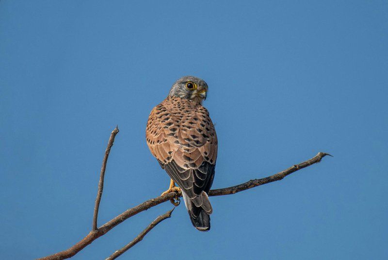 A detailed shot of a common kestrel perched on a branch with clear blue sky background.