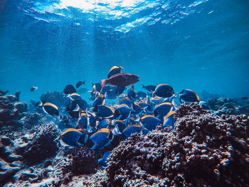 A vibrant scene of a school of blue tang fish swimming over a coral reef in crystal-clear waters.