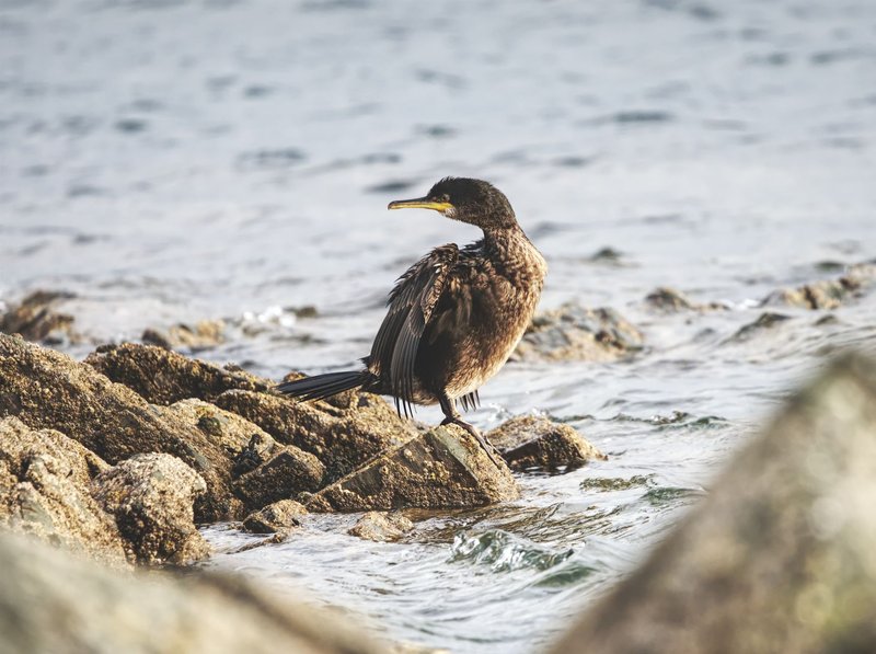 A European shag stands on coastal rocks, showcasing its natural habitat.