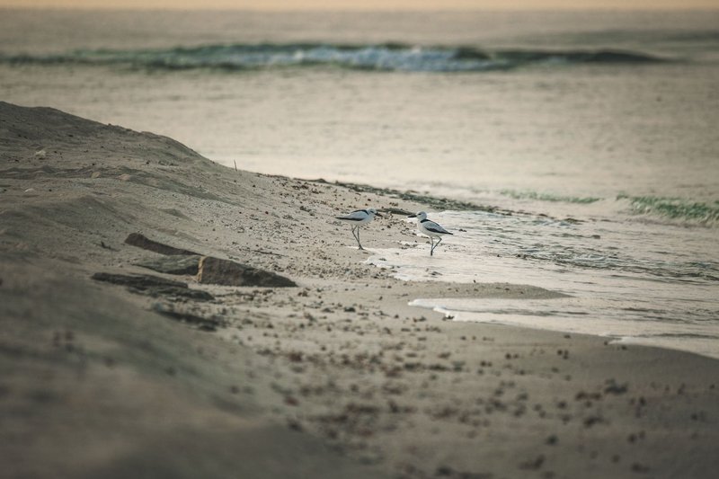 Two crab plovers strolling along a serene beach during twilight, capturing the essence of coastal wildlife.