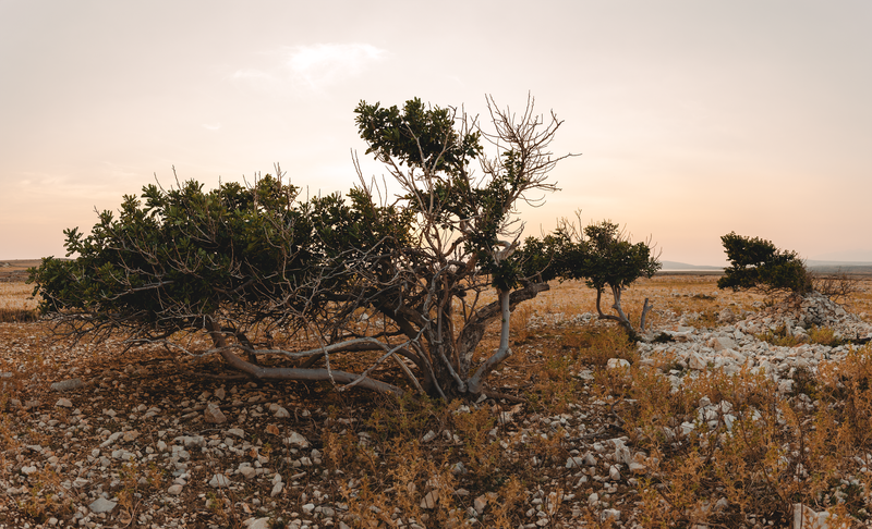 A serene desert scene with lush shrubs under a soft, pastel sky.