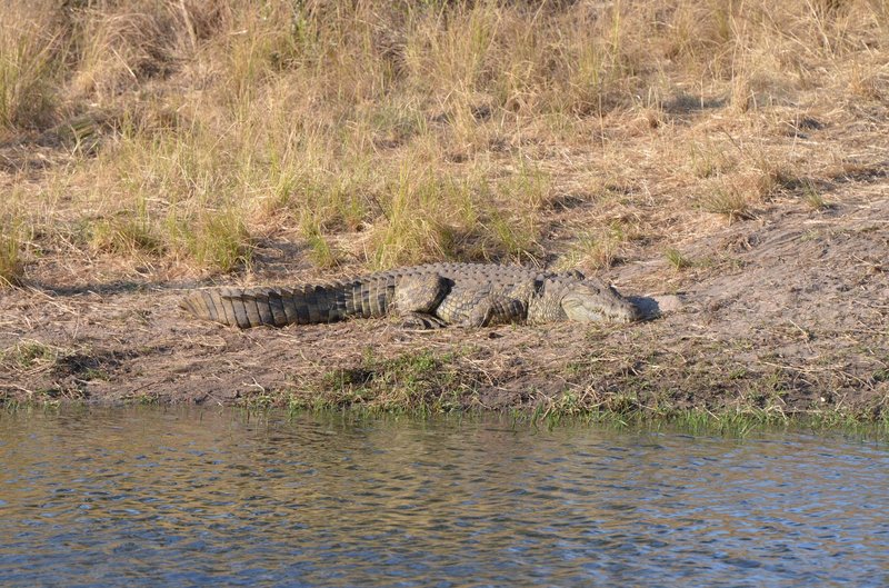 A Nile crocodile basking on the riverbank in South Africa, showcasing its natural habitat.