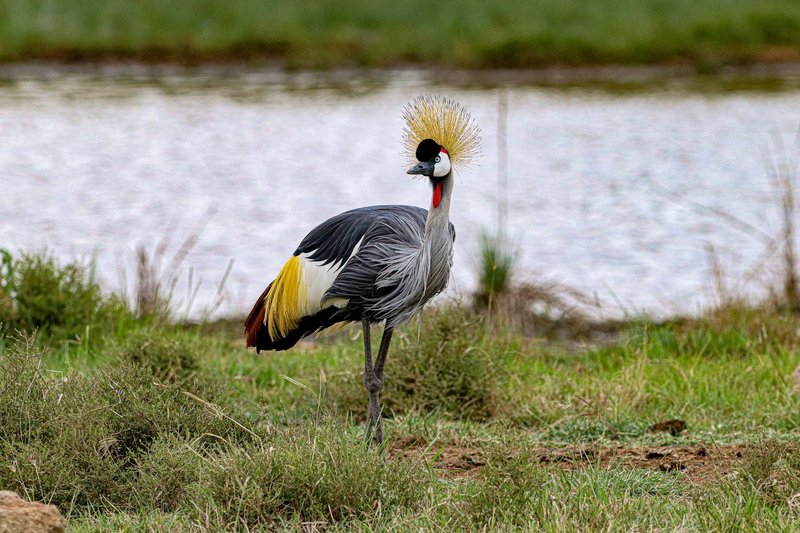 Grey Crowned Crane standing in a grassy field near a water body.
