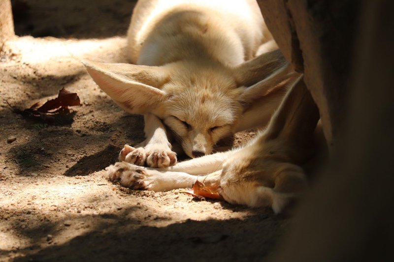 A fennec fox comfortably sleeping in a sunlit desert setting, showcasing its large ears and furry paws.