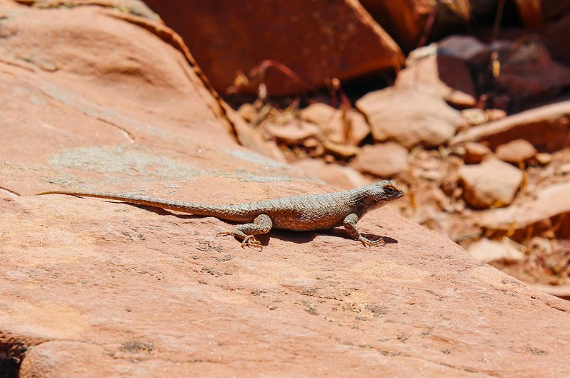 A sagebrush lizard enjoying the sun atop red desert rocks, showcasing its natural habitat.