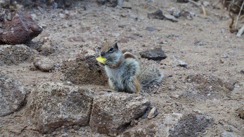 A close-up of a squirrel eating a fruit piece on a rocky landscape.