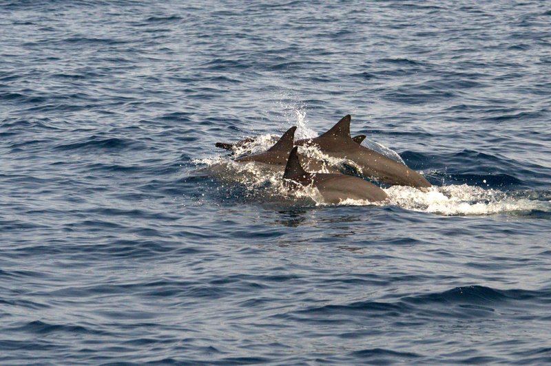 Group of dolphins swimming in the Arabian Sea near Muscat, Oman.