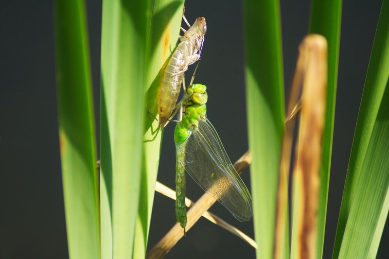 Close-up of an emperor dragonfly (Anax imperator) emerging from its exuvia on a reed.