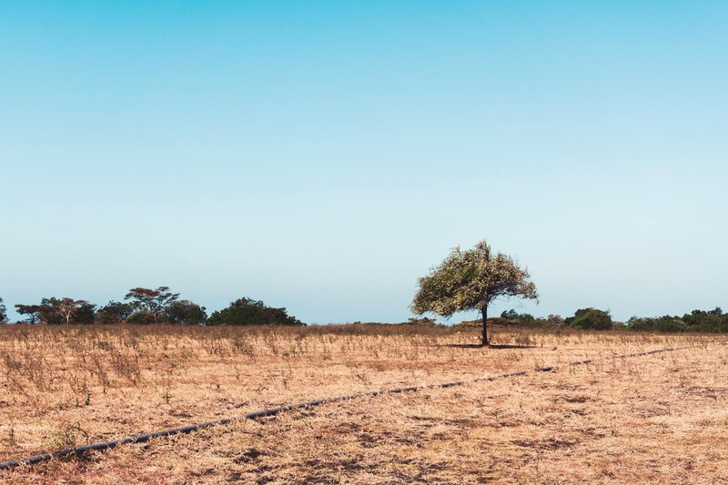 A solitary tree stands on arid savanna under a clear sky in East Java, Indonesia.