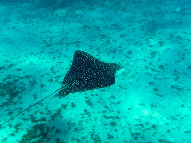 A beautiful spotted eagle ray swims gracefully above the ocean floor.