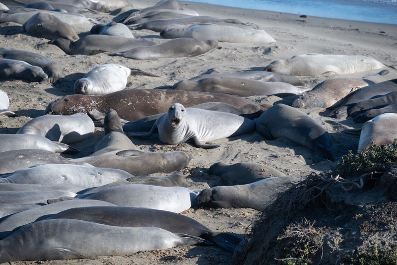 A group of elephant seals relaxing on the sandy shores of San Simeon, California.