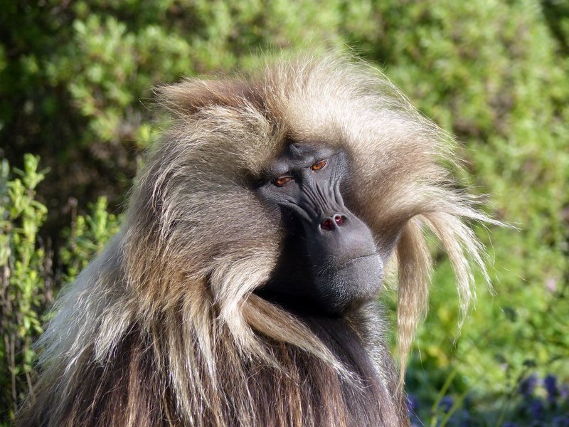 Close-up portrait of a majestic Gelada baboon in natural Ethiopian habitat.