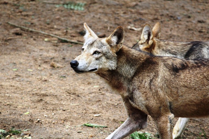 Close-up photo of two red wolves (Canis rufus) walking on sandy terrain.