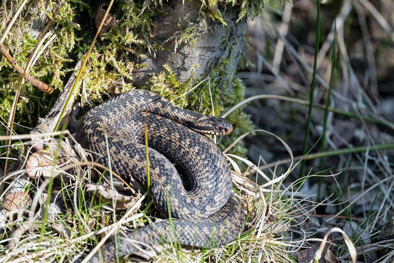Close-up of a common European adder (Vipera berus) in its habitat in Schneverdingen, Germany.