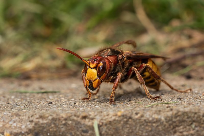 Detailed image of a European hornet (Vespa crabro) on a natural background.