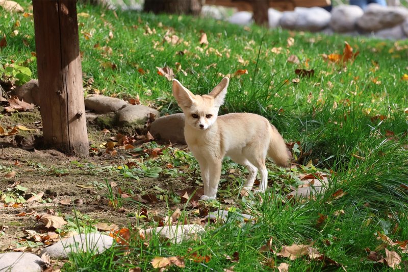 A fennec fox stands alert in a lush green park with fallen leaves.