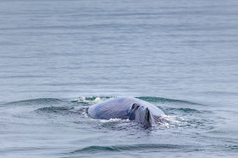 A humpback whale gracefully surfaces in serene ocean waters, showcasing its dorsal fin.