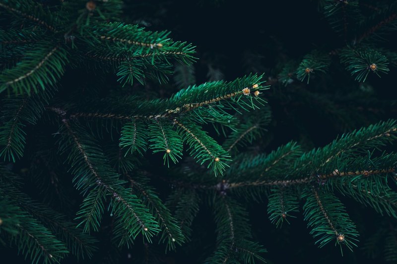 Detailed image of lush green coniferous branches with needles, providing a natural texture.